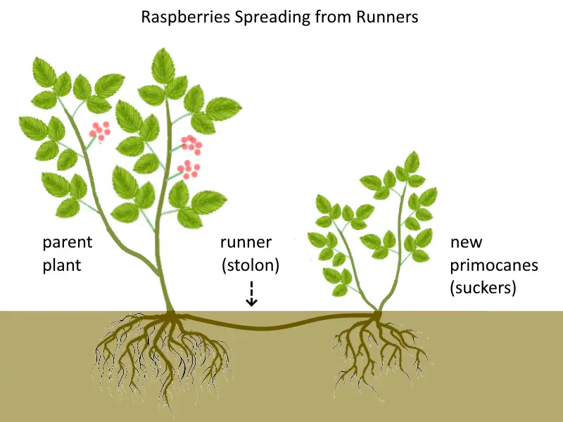 How to propagate raspberries