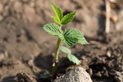 How to propagate repair raspberries