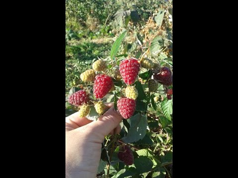 How to propagate repair raspberries