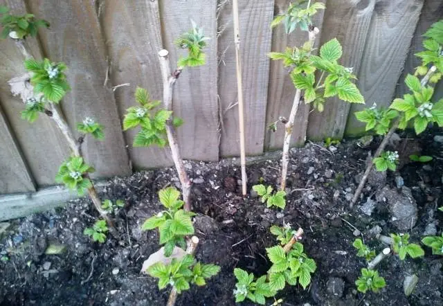 How to propagate repair raspberries