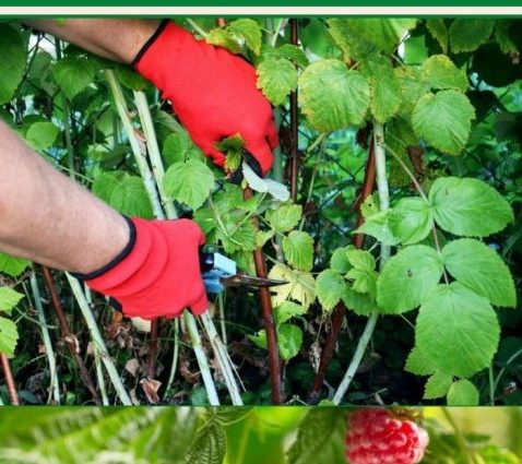 How to propagate repair raspberries