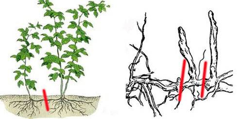 How to propagate repair raspberries