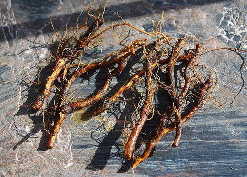 How to propagate repair raspberries