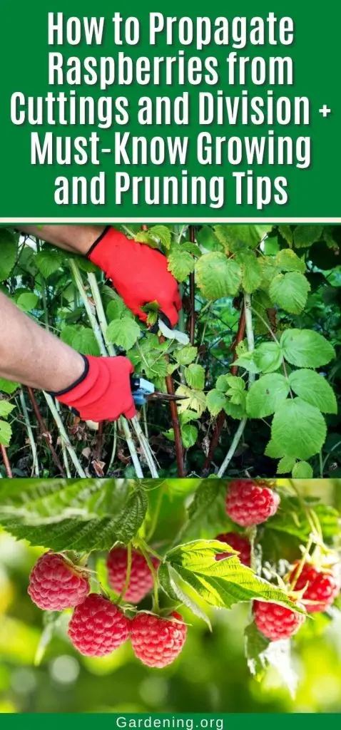 How to propagate repair raspberries