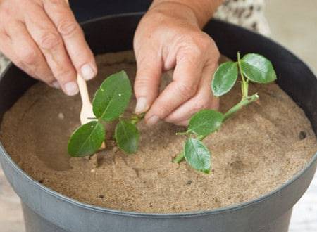 How to propagate roses at home in autumn