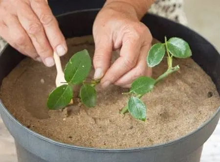 How to propagate roses at home in autumn