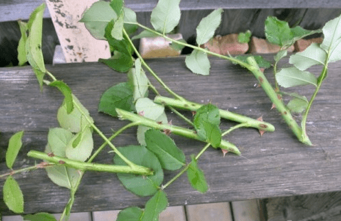 How to propagate roses at home in autumn