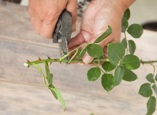 How to propagate roses at home in autumn