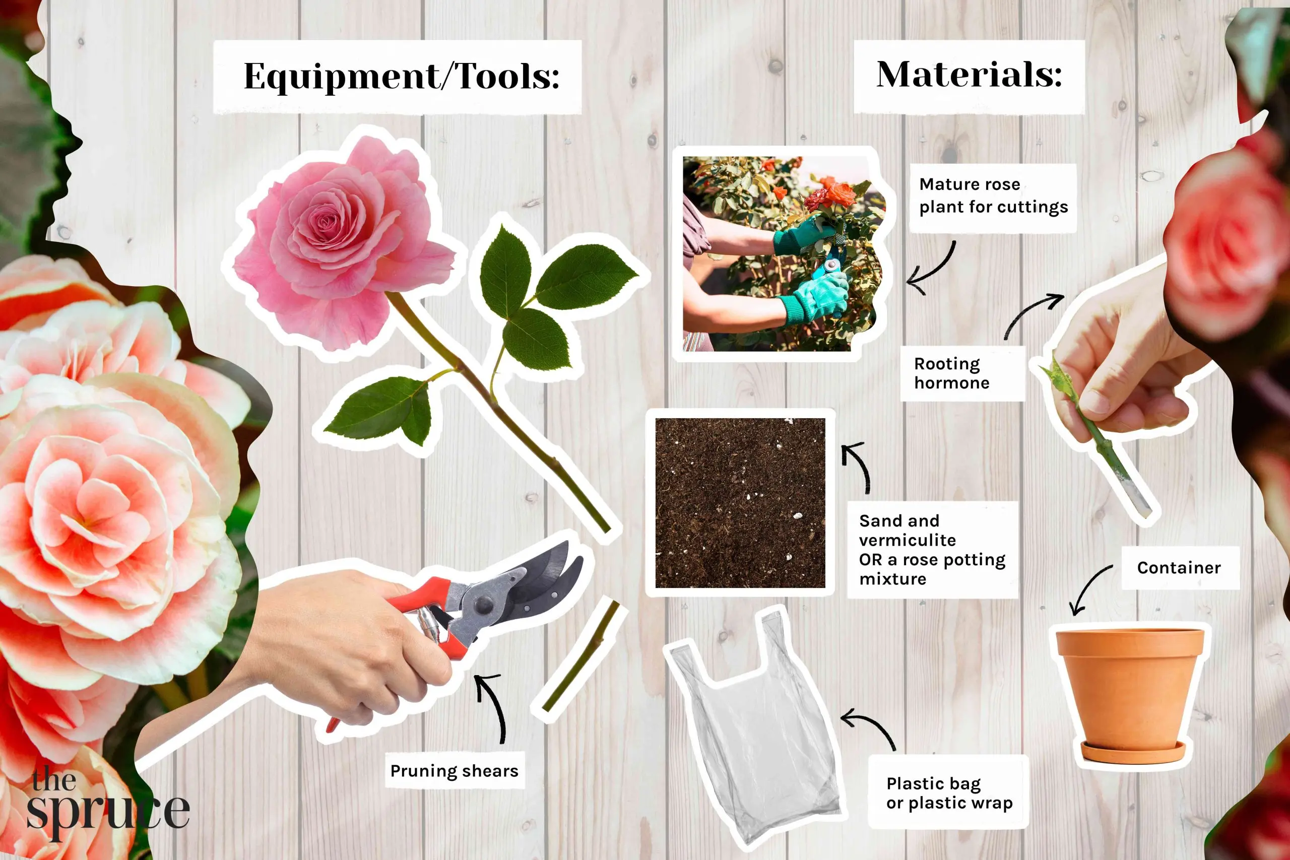 How to propagate roses at home in autumn