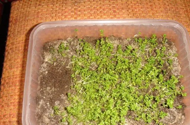 How to propagate stonecrop: cuttings, seeds and rhizome division