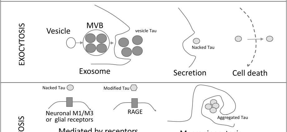 How to propagate the vesicle cuttings