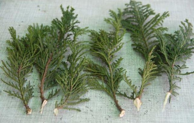 How to propagate thuja cuttings at home: spring, summer, autumn, winter, easy and quick ways, step by step instructions