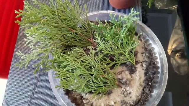 How to propagate thuja cuttings at home: spring, summer, autumn, winter, easy and quick ways, step by step instructions