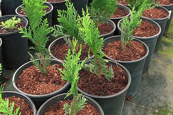 How to propagate thuja cuttings at home: spring, summer, autumn, winter, easy and quick ways, step by step instructions