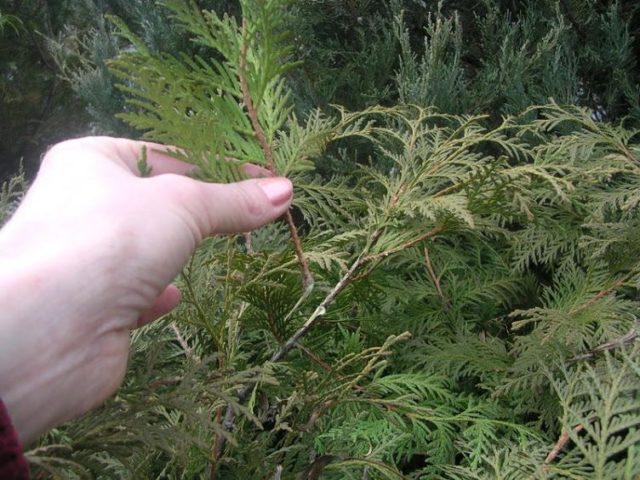 How to propagate thuja cuttings at home: spring, summer, autumn, winter, easy and quick ways, step by step instructions