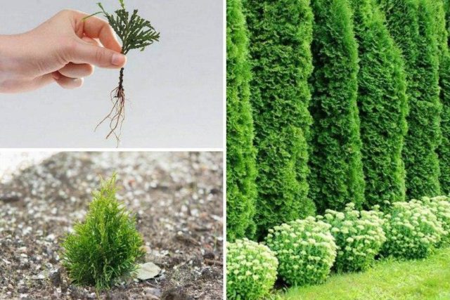 How to propagate thuja cuttings at home: spring, summer, autumn, winter, easy and quick ways, step by step instructions