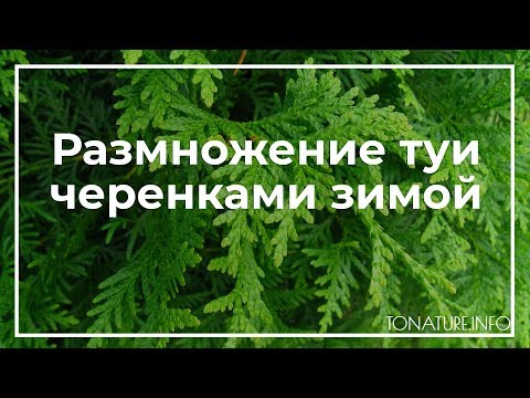 How to propagate thuja cuttings at home: spring, summer, autumn, winter, easy and quick ways, step by step instructions