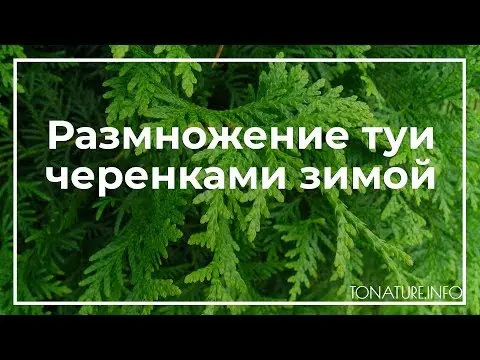 How to propagate thuja cuttings at home: spring, summer, autumn, winter, easy and quick ways, step by step instructions