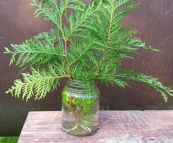 How to propagate thuja cuttings at home: spring, summer, autumn, winter, easy and quick ways, step by step instructions