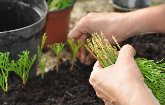 How to propagate thuja cuttings at home: spring, summer, autumn, winter, easy and quick ways, step by step instructions