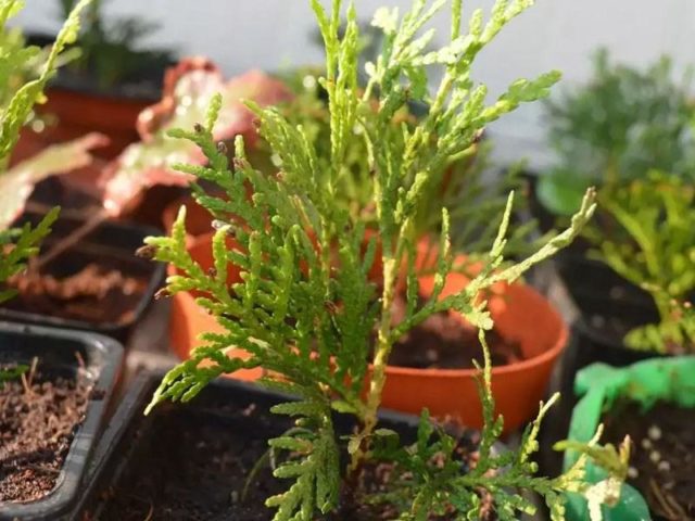 How to propagate thuja cuttings at home: spring, summer, autumn, winter, easy and quick ways, step by step instructions