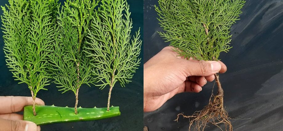 How to propagate thuja cuttings at home: spring, summer, autumn, winter, easy and quick ways, step by step instructions