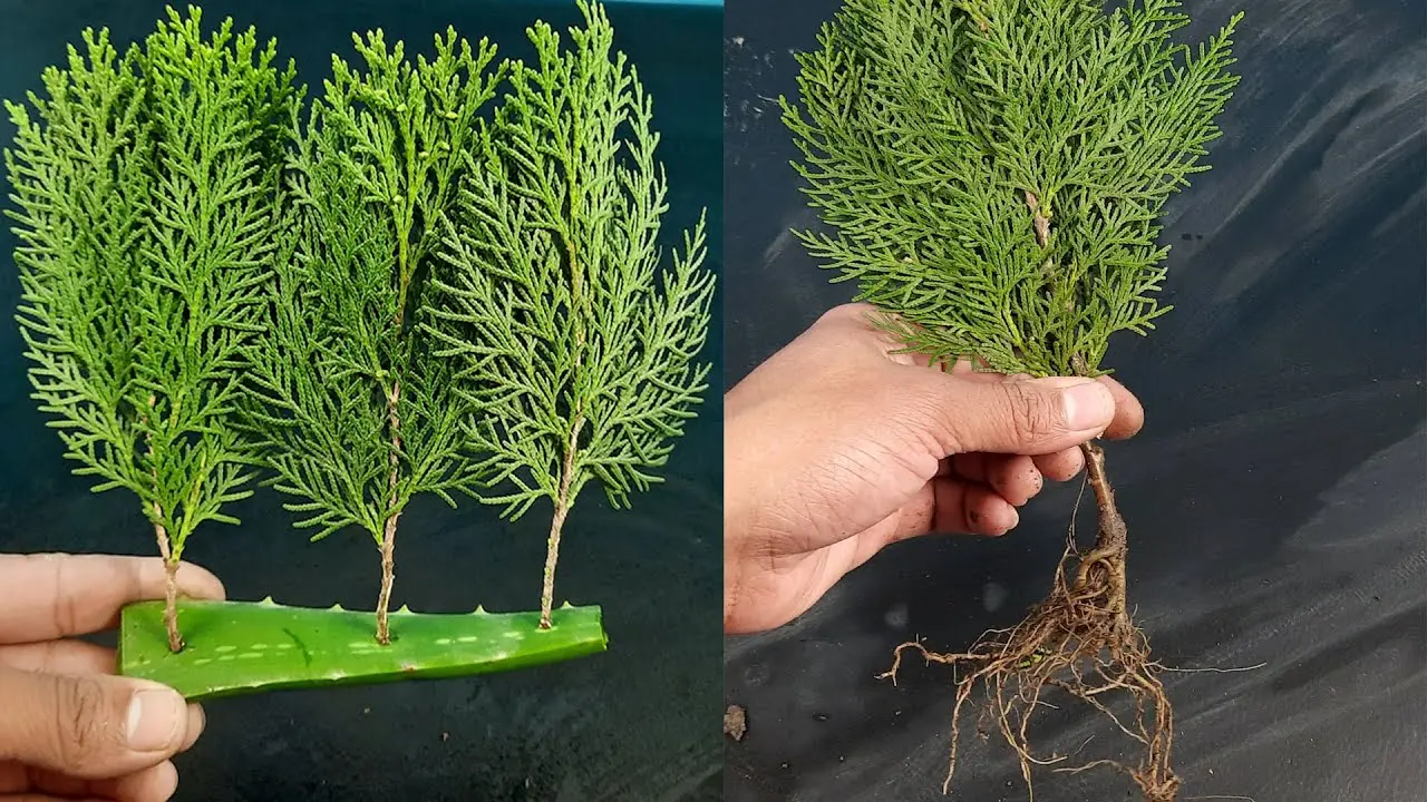 How to propagate thuja cuttings at home: spring, summer, autumn, winter, easy and quick ways, step by step instructions