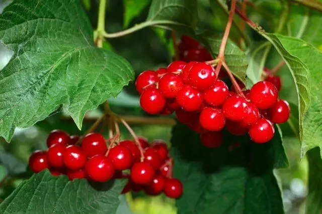 How to propagate viburnum: cuttings, seeds, layering