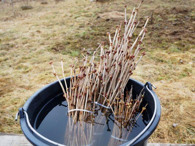 How to propagate viburnum: cuttings, seeds, layering