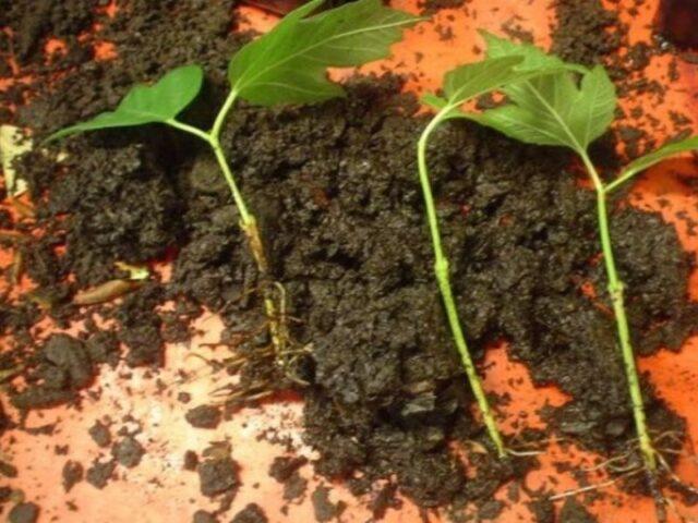 How to propagate viburnum: cuttings, seeds, layering