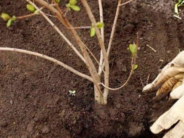 How to propagate viburnum: cuttings, seeds, layering