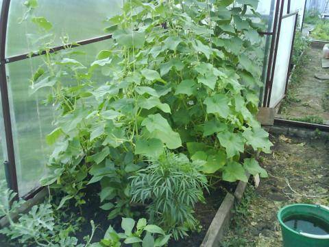 How to properly care for cucumbers in a greenhouse