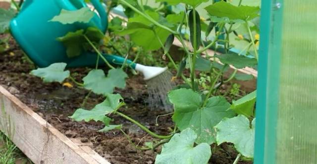 How to properly care for cucumbers in a greenhouse