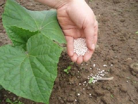 How to properly care for cucumbers in a greenhouse