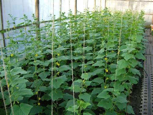 How to properly care for cucumbers in a greenhouse