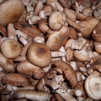 How to properly clean mushrooms before cooking