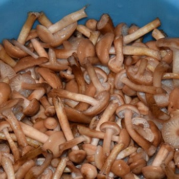 How to properly clean mushrooms before cooking