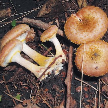 How to properly clean mushrooms before cooking