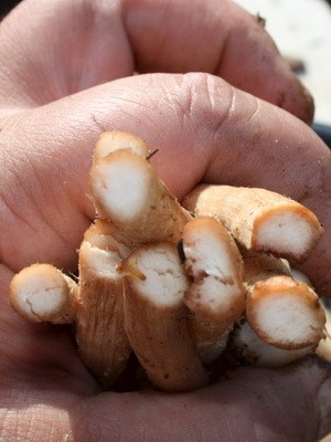 How to properly clean mushrooms before cooking