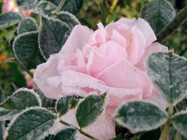 How to properly cover roses for the winter