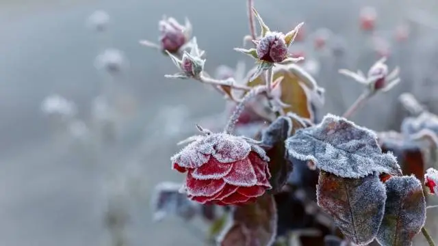 How to properly cover roses for the winter