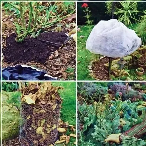 How to properly cover roses for the winter