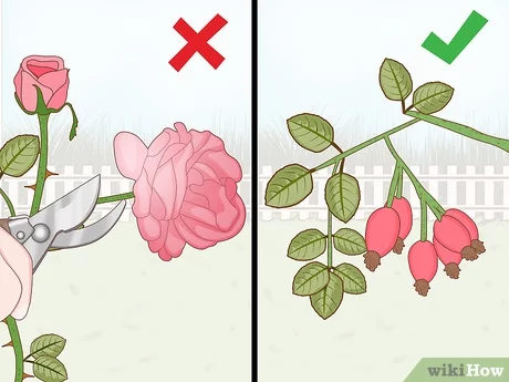 How to properly cover roses for the winter