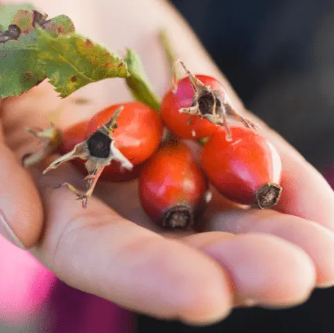 How to properly dry rose hips in the oven of a gas, electric stove