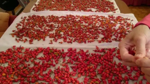 How to properly dry rose hips in the oven of a gas, electric stove