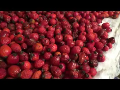 How to properly dry rose hips in the oven of a gas, electric stove