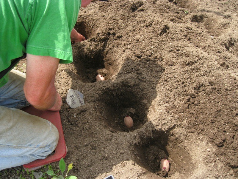 How to properly prepare potatoes for planting: the secrets of agronomists