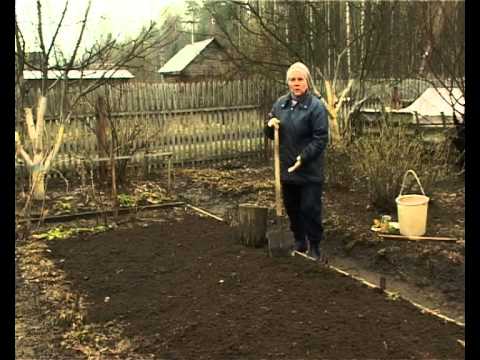 How to properly prepare potatoes for planting: the secrets of agronomists