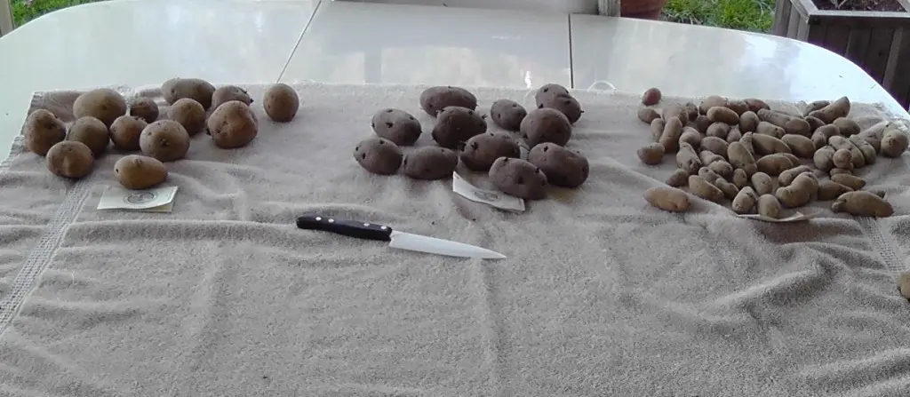 How to properly prepare potatoes for planting: the secrets of agronomists