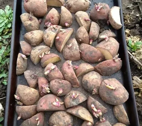 How to properly prepare potatoes for planting: the secrets of agronomists